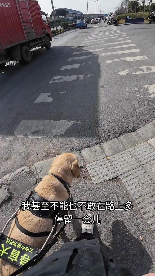 带导盲犬住全季被拒,带导盲犬住酒店遭拒