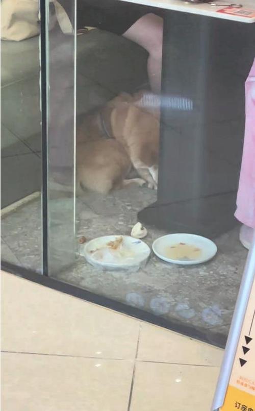 火锅店餐具给狗喂食,火锅店餐具给狗喂食好吗
