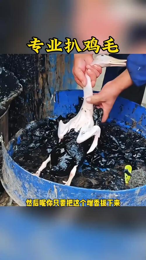 万人观看直播拔鸡毛,万人观看直播拔鸡毛视频
