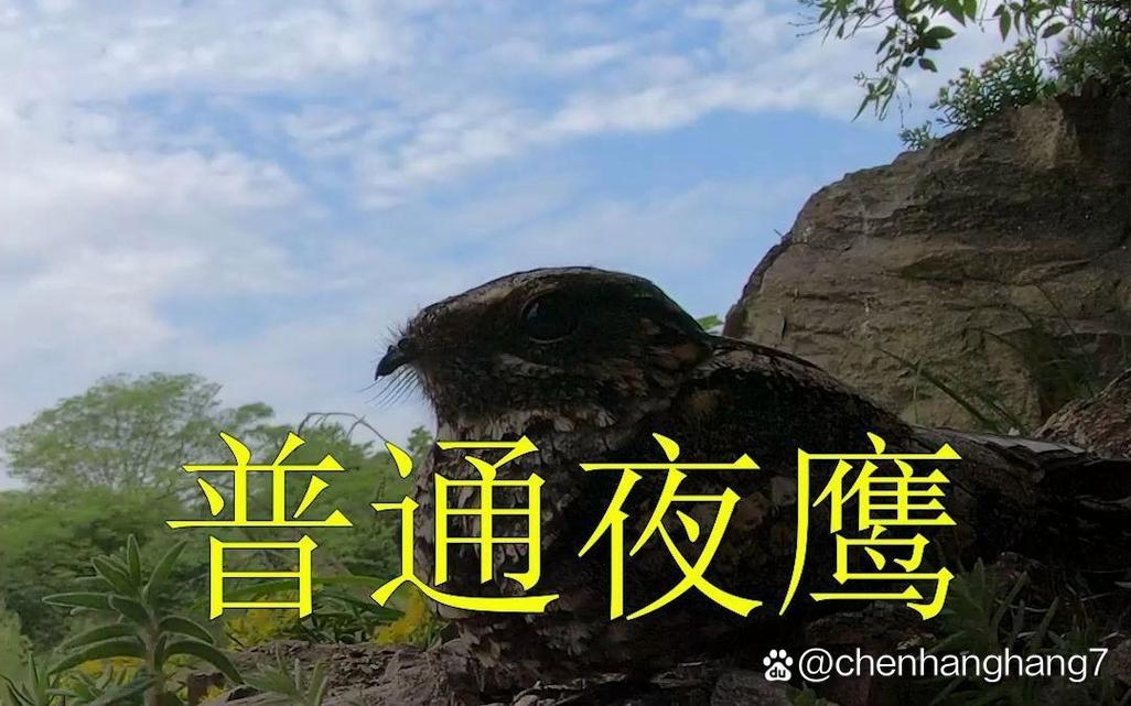 多地深夜惊现哒哒声,多地深夜惊现哒哒声什么意思