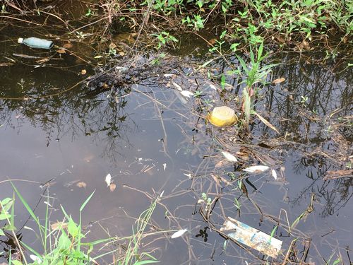湖南一河现大量死鱼,河里大面积死鱼