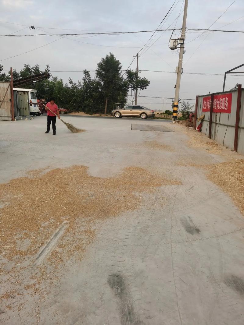 小麦3亩地仅收300斤,小麦3亩地仅收300斤怎么办